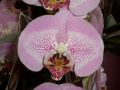 Phalaenopsis