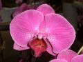 Phalaenopsis