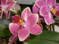 Phalaenopsis