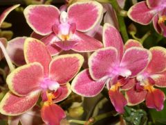 Phalaenopsis značka 