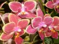 Phalaenopsis