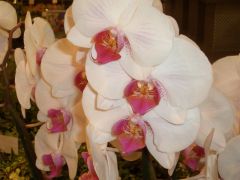 Phalaenopsis značka 