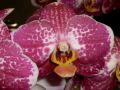 Phalaenopsis