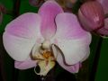 Phalaenopsis