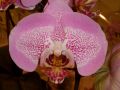 Phalaenopsis