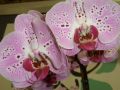 Phalaenopsis