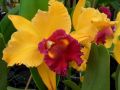 Cattleya