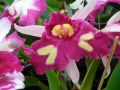 Cattleya