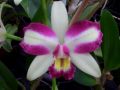 Cattleya