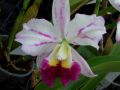 Cattleya