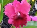 Cattleya