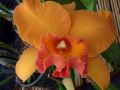 Cattleya