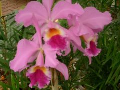 Cattleya značka 