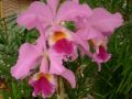 Cattleya