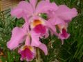 Cattleya