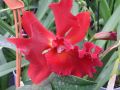 Cattleya