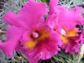 Cattleya