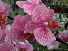 Phalaenopsis značka 