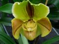 Paphiopedilum - střevíčník