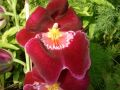 Miltonia