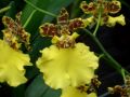 Oncidium