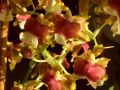 Oncidium