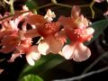 Oncidium