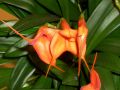 Masdevallia