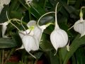 Masdevallia
