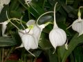 Masdevallia