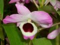 Dendrobium nobile