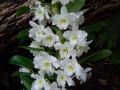 Dendrobium nobile