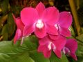 Dendrobium phalaenopsis