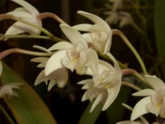 Dendrobium delicatum značka 