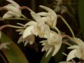 Dendrobium delicatum