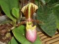 Paphiopedilum kalina - střevíčník