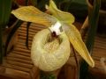 Paphiopedilum malipoense - střevíčník