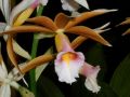 Phaius tankervilliae