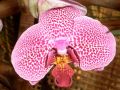 Phalaenopsis