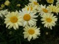 Leucanthemum maximum 