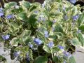 Brunnera macrophylla 