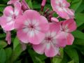 Phlox paniculata 