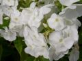 Phlox paniculata 