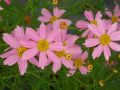 Coreopsis rosea 