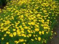 Coreopsis verticillata 
