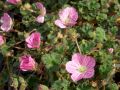 Erodium variabile 