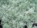 Artemisia schmidtiana 