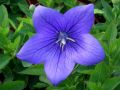 Platycodon grandiflorus 