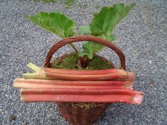 Rheum rhabarbarum - rebarbora, reveň značka zahradnictví