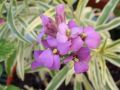 Erysimum linifolium 